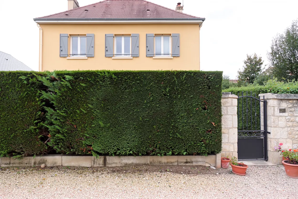 Haie de thuyas taillée droite et nette après intervention dans un jardin des Marots